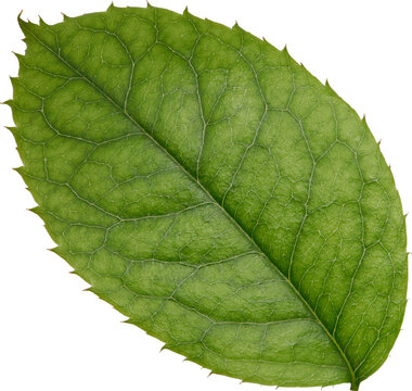 Beautiful Leaf for Rose flower focus stacking close up isolated