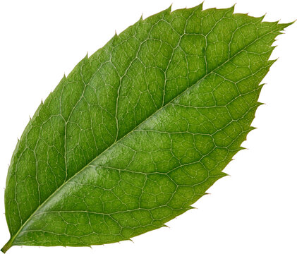Beautiful Leaf for Rose flower focus stacking close up isolated