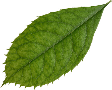 Beautiful Leaf for Rose flower focus stacking close up isolated