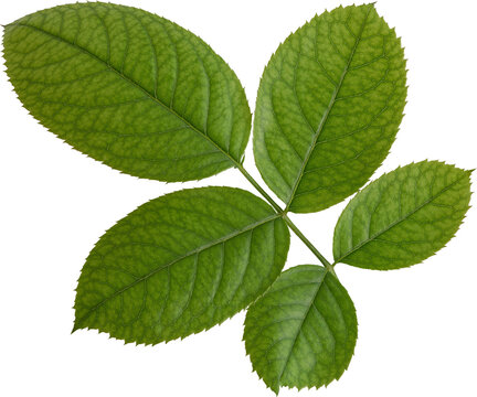 Beautiful Leaf for Rose flower focus stacking close up isolated