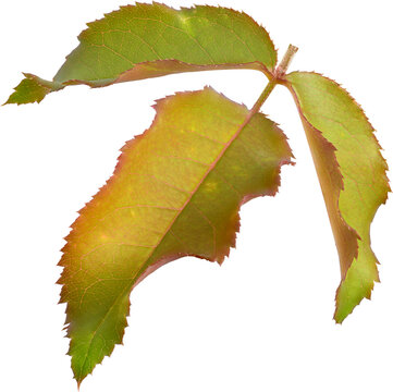 Beautiful Leaf for Rose flower focus stacking close up isolated