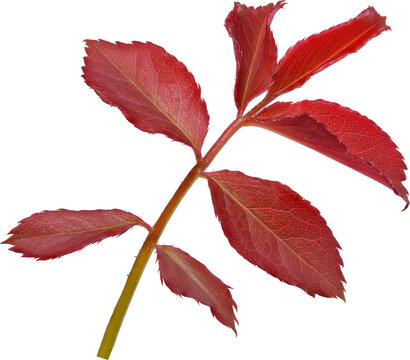 Beautiful Leaf for Rose flower focus stacking close up isolated