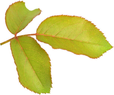 Beautiful Leaf for Rose flower focus stacking close up isolated