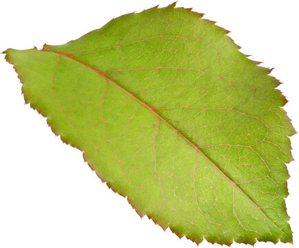 Beautiful Leaf for Rose flower focus stacking close up isolated