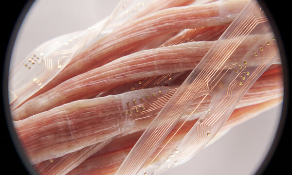 Microscopic view of human muscle tissue fibers with cellular structure, microscope