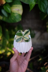hand holding a white pot containing jade plants © Irkham
