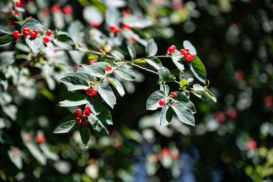 bush honeysuckle plant with bright red berries and green leaves growing wild in a sunny Wisconsin forest.