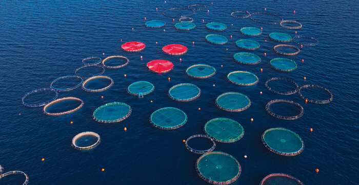 Extensive marine aquaculture operation featuring circular fish farming pens with nets floating on the blue ocean surface, viewed from an aerial perspective