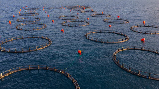 Circular net pens with orange buoys float on the deep blue sea, representing modern aquaculture, sustainable seafood production, and the marine industry