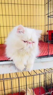 White longhair cat sitting and looking around at home