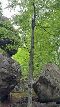 Scenic mountain forest with tall trees on mossy ground, cinematic tilt up view of summer green woodland canopy