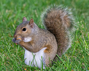 gray squirrel © Stanley