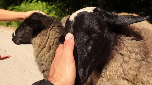 Hands gently pet and stroke a friendly sheep while it stands outdoors in bright sunlight, capturing a close interaction between humans and a calm farm animal in a rural setting.