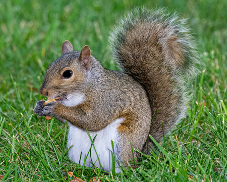 gray squirrel