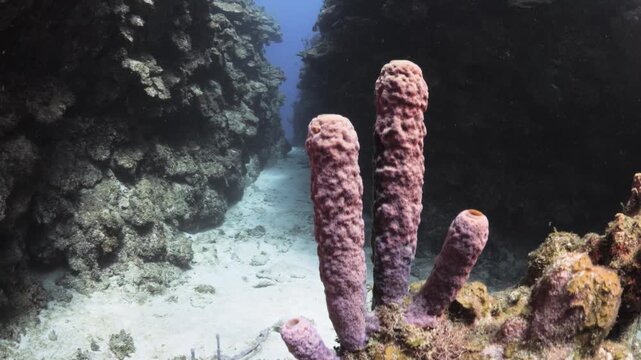 Purple Sea Sponge on a Caribbean Coral Reef Above an Underwater Canyon in Utila Honduras