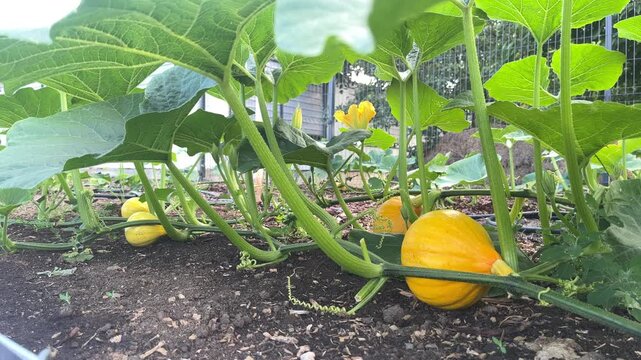Low-angle view of vibrant orange Hokkaido pumpkin growing on the vine in a sunny garden, fresh green leaves swaying in the gentle breeze, organic farming concept.