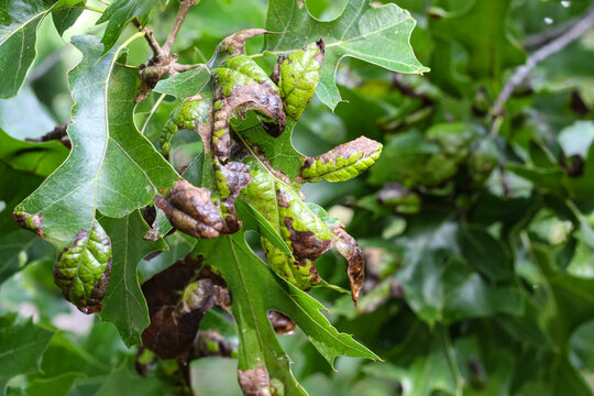 Tree leaves showing signs of Oak Leaf Blister, a common fungal disease caused by Taphrina caerulescens. plant pathology (or phytopathology).