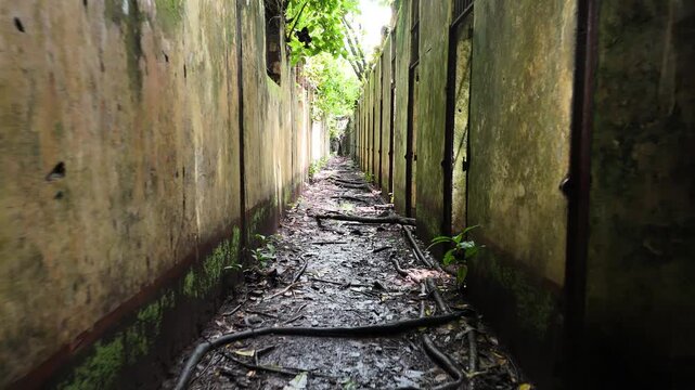 Backward drone flight through the abandoned prison ruins on Saint Joseph Island, revealing a narrow corridor between old stone walls overgrown with tropical vegetation in the Salvation Islands, French