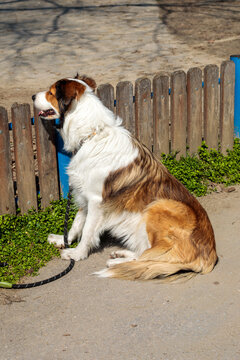 A lone brown and white stray dog sits on a sidewalk beside a weathered wooden fence, looking away from the camera in warm sunlight with green grass and a blue object nearby
