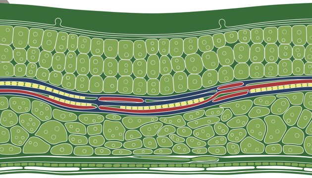 Cross section diagram of a plant leaf showing internal cell structure and veins for biology education
