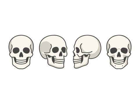 Set of four detailed human skull illustrations showing different angles and side views for anatomical study and medical
