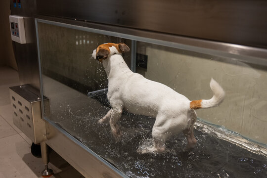 A Jack Russell Terrier walks on a treadmill in the water. Animal rehabilitation.