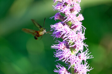 Hummingbird Clearwing, Hummingbird Moth, Hemaris Thysbe © Mike Ladd