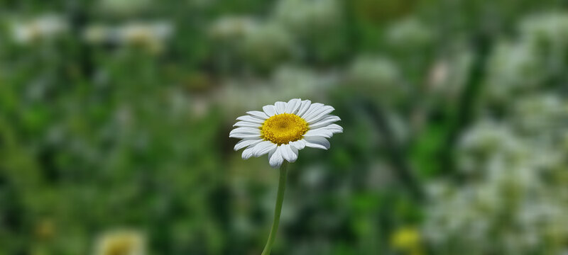 Beautiful Daisy Flower Blooming in Summer Meadow with Blurred Green Background.