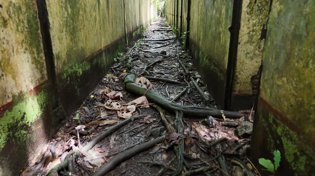 Slow camera movement through an overgrown historic prison corridor on Saint-Joseph Island, French Guiana.
