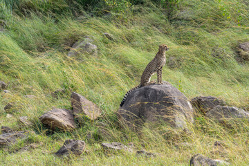 Cheetah Sitting on Rock Lookout in Serengeti Grassy Kopje © MVP Studios