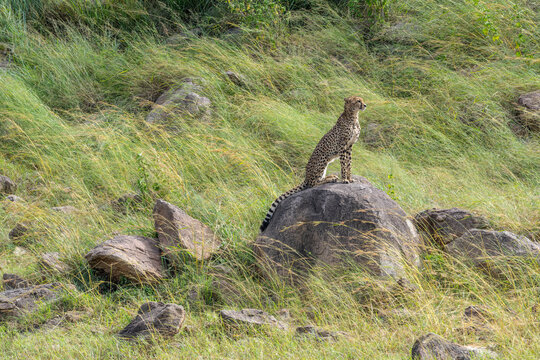 Cheetah Sitting on Rock Lookout in Serengeti Grassy Kopje