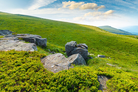 alpine meadow in summer nature. wild grass and grey rocks in carpathian landscape. mountain scenery of perechyn district, ukraine on a sunny day