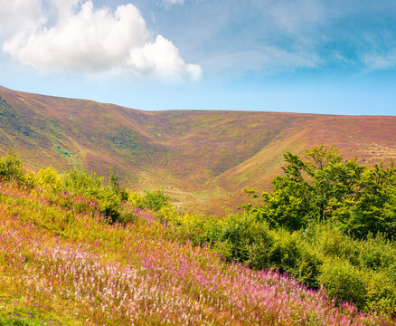 carpathian mountain landscape. travel ukraine in summer. colorful slopes of borzhava mountain ridge in august. wonderful carpathian adventure