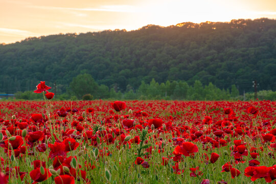 red poppy field at dusk. countryside summer landscape of transcarpathia. red blooming flowers in the rural valley