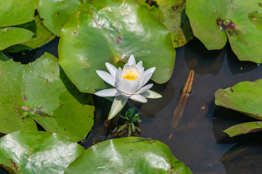 Aquatic Nymphaea Flowers Growing In Pond At Kenilworth Aquatic Gardens Washington DC