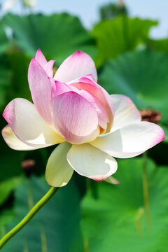 Blooming Sacred Lotus In Kenilworth Aquatic Gardens Washington DC Botanical Collection