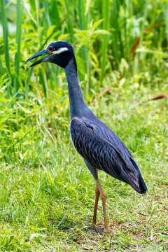Yellow Crowned Night Heron Standing In Wetland Habitat At Kenilworth Aquatic Gardens