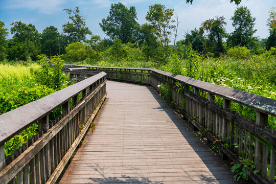 Nature Boardwalk Leading Across Freshwater Wetlands At Kenilworth Aquatic Gardens Washington DC