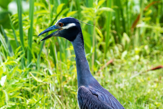 Yellow Crowned Night Heron Portrait In Natural Marsh Habitat Washington DC