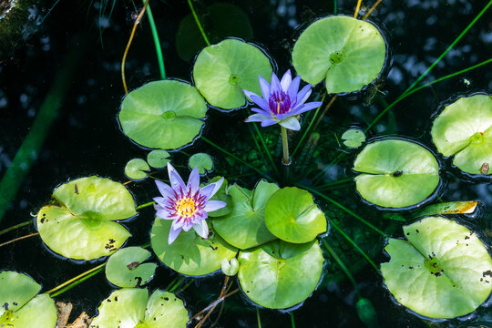 Tropical Water Lily Flowers Floating On Garden Pond At Kenilworth Aquatic Gardens Washington DC