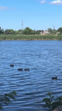 Mallard Ducks Swimming on Rippling Lake