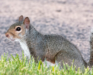 gray squirrel © Stanley