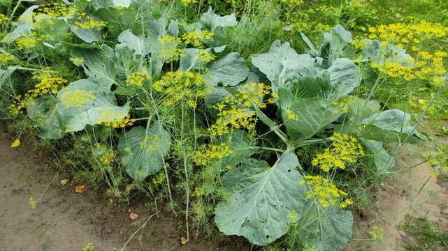 Cabbage in the garden bed