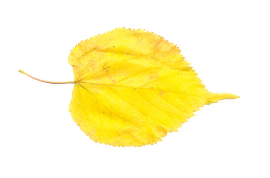 Bright yellow autumn leaf isolated on transparent PNG cutout, fall foliage element for seasonal sale banner and graphic design