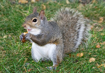 gray squirrel © Stanley