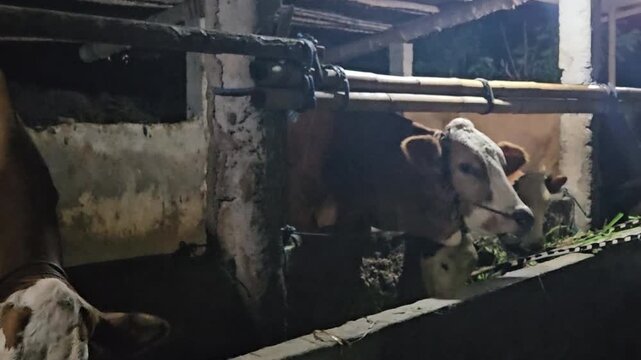 Cows eating grass inside a traditional wooden barn at night, livestock farming and animal husbandry, agricultural industry
