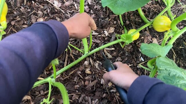 POV: Gardening hands using pruning shears to carefully cut male pumpkin flowers in a backyard vegetable garden with mulch. Detailed horticulture process.