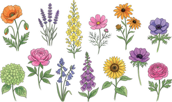 Hand drawn botanical illustration set of blooming wild flowers isolated on white background vector