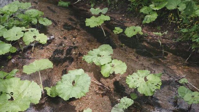 Crystal clear water flowing gently in a shallow mountain stream. Large green burdock leaves thrive along the stony bed of the creek