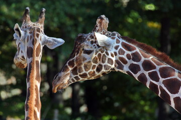 Netzgiraffe © Martina Berg